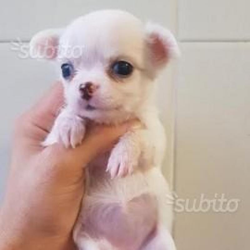 Chihuahua toy pedigreee